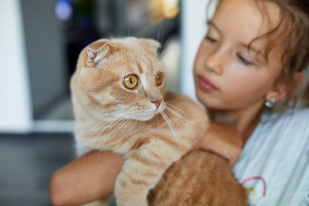 Little girl holding cat in her arms at home indoor, Child playing with domestic animals pet