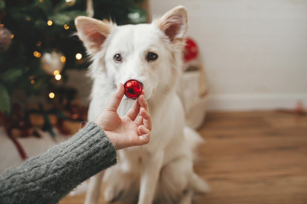 Woman hand holding christmas red bauble at cute dog nose. Pet and winter holidays