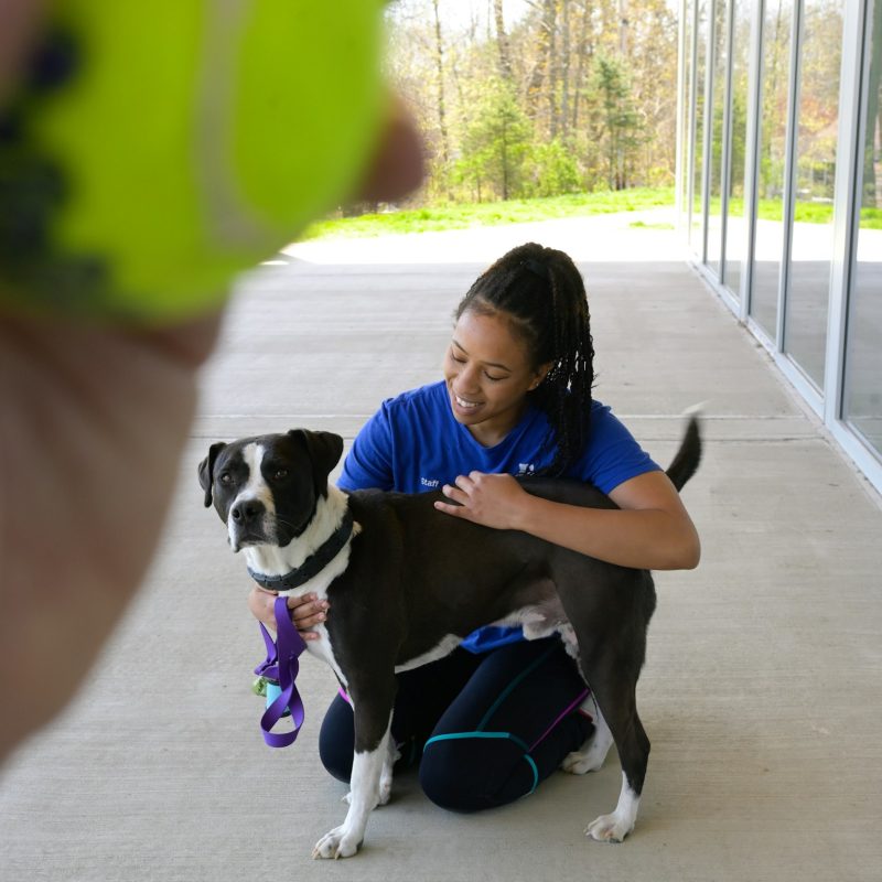 Adopt a shelter pet, pretty young woman with dog