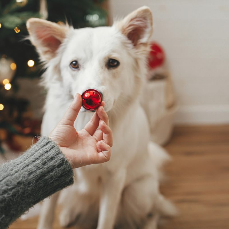 Woman hand holding christmas red bauble at cute dog nose. Pet and winter holidays